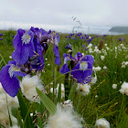 Wild Flag Iris