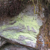 Leprose Green Lichen