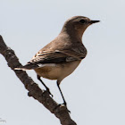 Wheatear