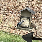 white-breasted nuthatch