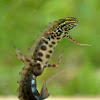 Smooth newt