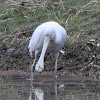 Yellow Billed Spoonbill