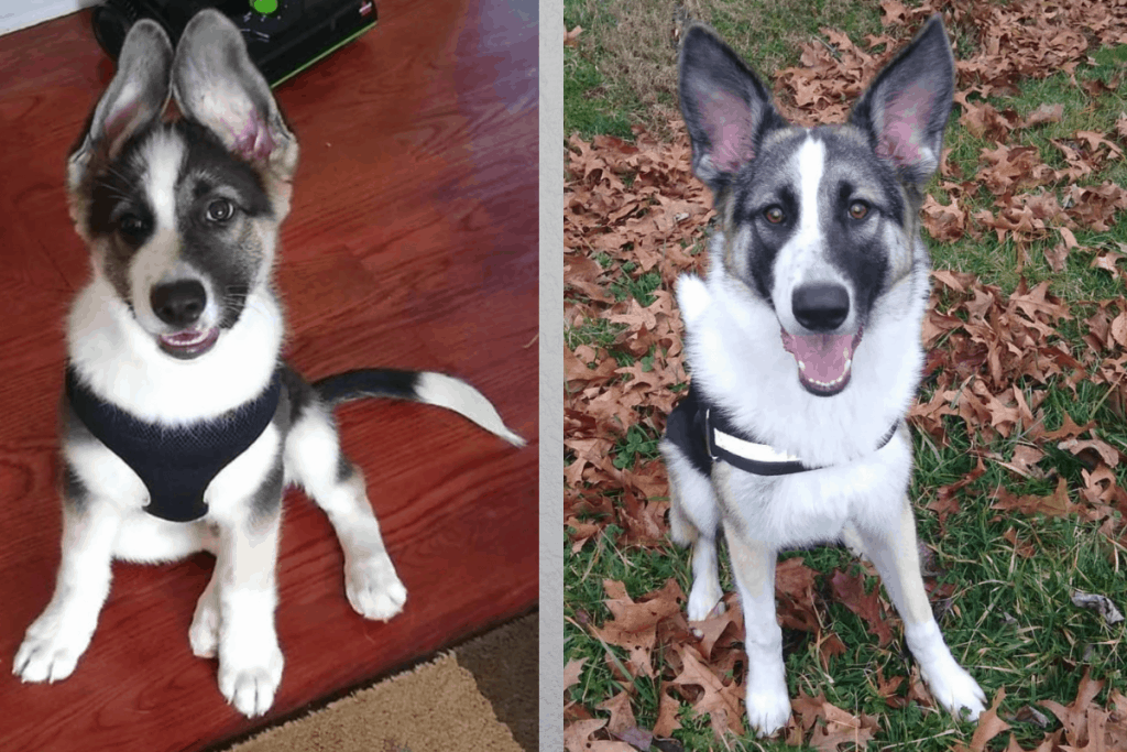 Panda German Shepherd y Panda German Shepherd puppy side by side imágenes