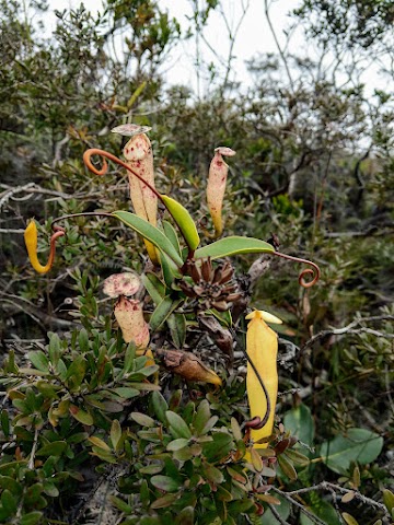 Gunung Tahan Monkey Cups