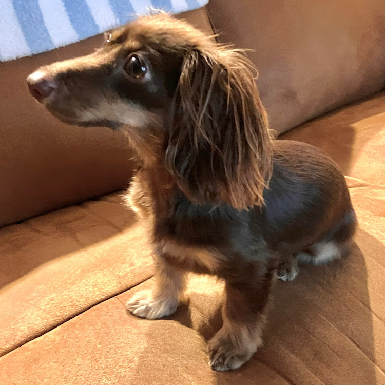 bBの暑中お見舞い申し上げます・初代bB・車高短な愛犬・誕生日に関するカスタム事例の投稿画像2枚目