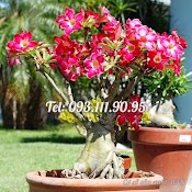 Hạt Giống Hoa Sứ Thái Lan Bonsai Cây Lùn Thân To Mix Màu Hồng Trắng – Bịch 10 Hạt – Mã Số 1115