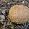 Pigskin Poison Puffball