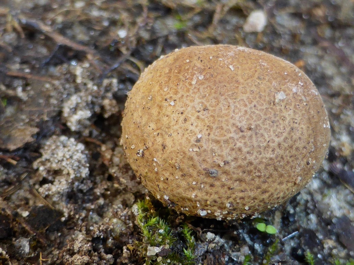 Pigskin Poison Puffball