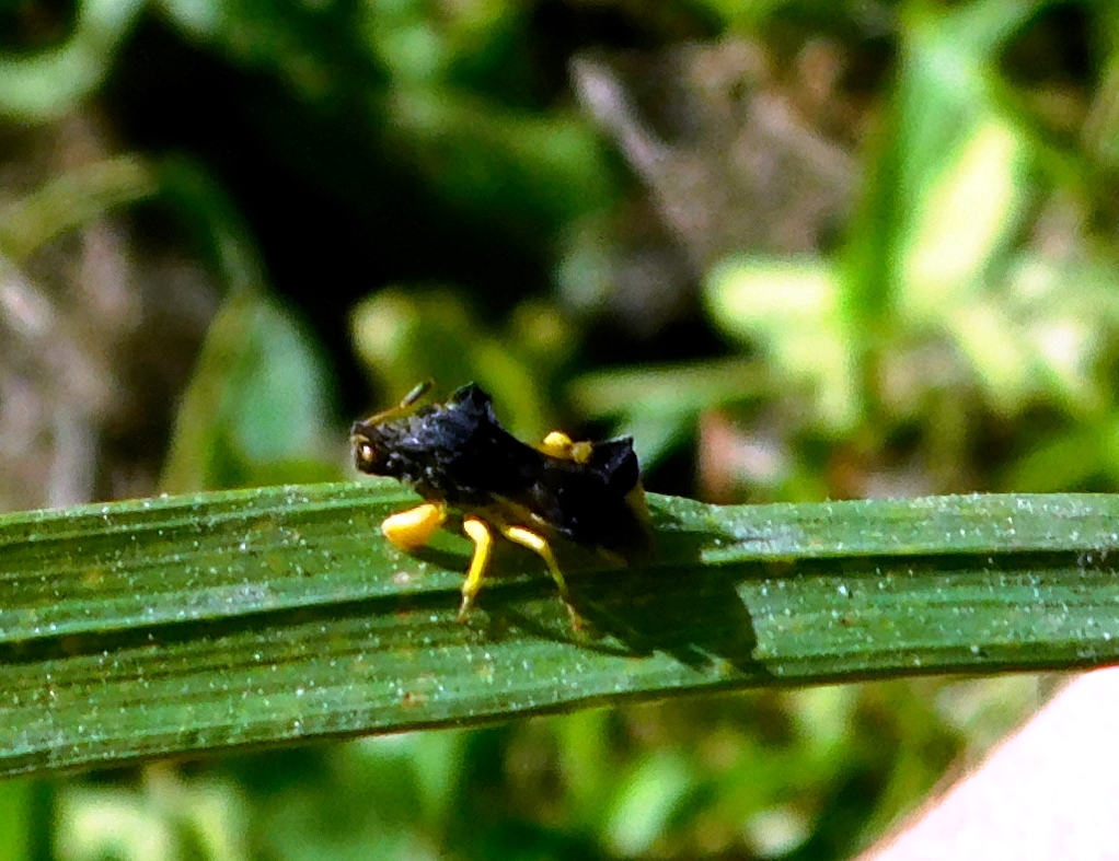 Ambush Bug