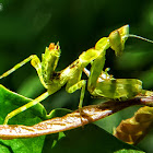 Jeweled flower mantis