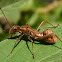 Broad-headed/ Nymph Mimicking Ant