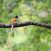 Indian paradise flycatcher