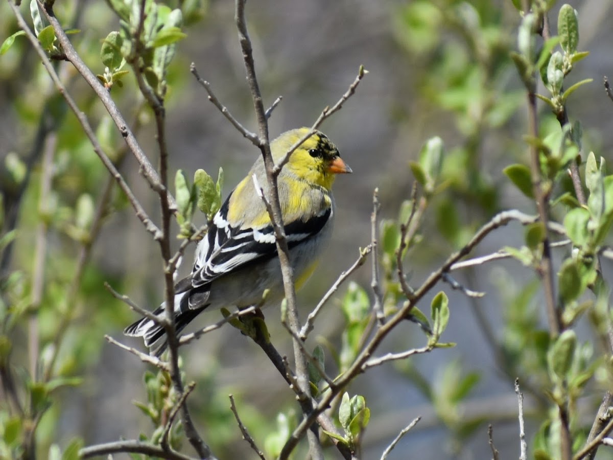 American Goldfinch