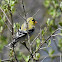 American Goldfinch