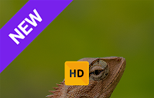 Gecko Lizard Wallpaper HD New Tab Theme© small promo image