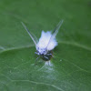 Woolly Aphid