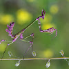 empusa fasciata