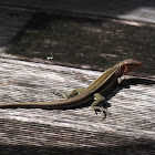 Four-Lined Ameiva, Four-Lined Whiptail