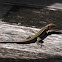 Four-Lined Ameiva, Four-Lined Whiptail