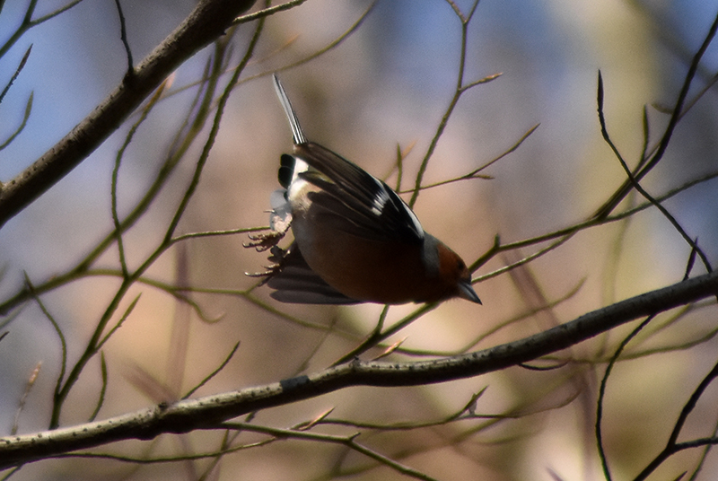 Common chaffinch