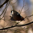 Common chaffinch