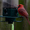 Northern Cardinal