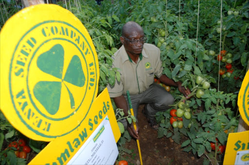 Kenya Seed Company officer Richard Karinde shows a sample of hybrid tomato at the Agricultural Society of Kenya Mombasa Show. Photo Andrew Kasuku