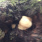 Hedgehog mushroom