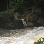 Great blue heron