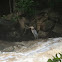 Great blue heron