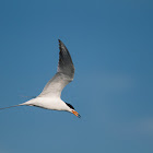 Forster's tern