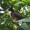 Red-whiskered Bulbul