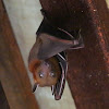 Lesser Dog-faced Fruit Bat