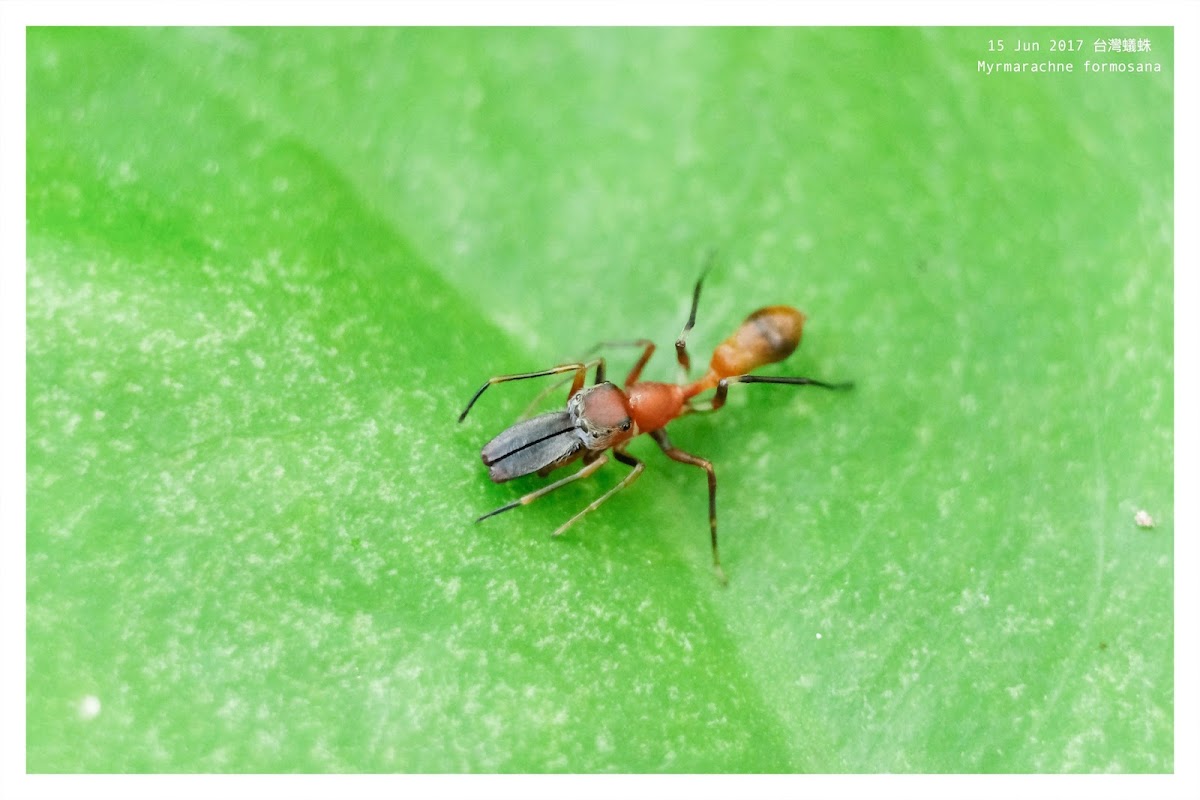 Myrmarachne formosana 台灣蟻蛛