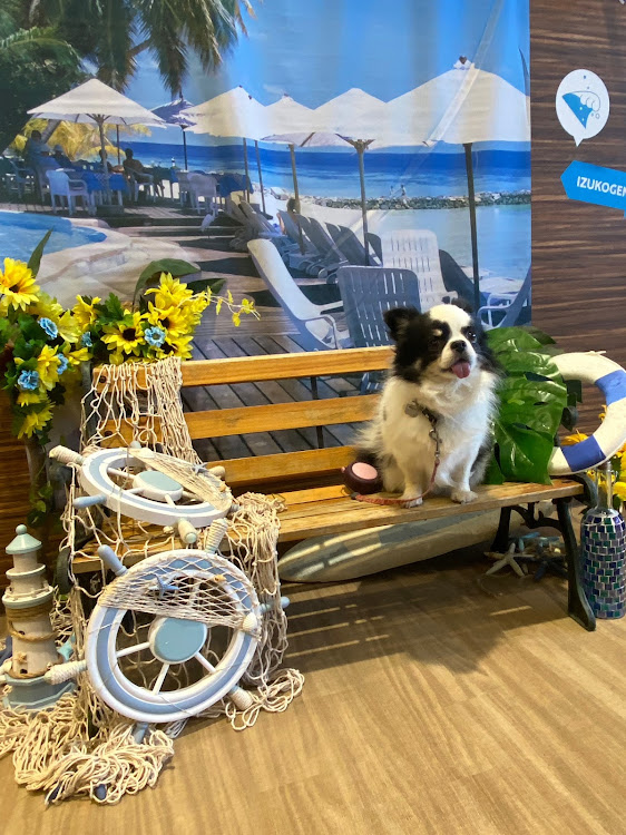 S660の夫婦２人と１匹旅・いつもいいね＆コメントありがとうございます🥰・S６　HKSフラッシュエディター・phase２インストール・ワンワンパラダイス〜🤗に関するカスタム事例の投稿画像12枚目