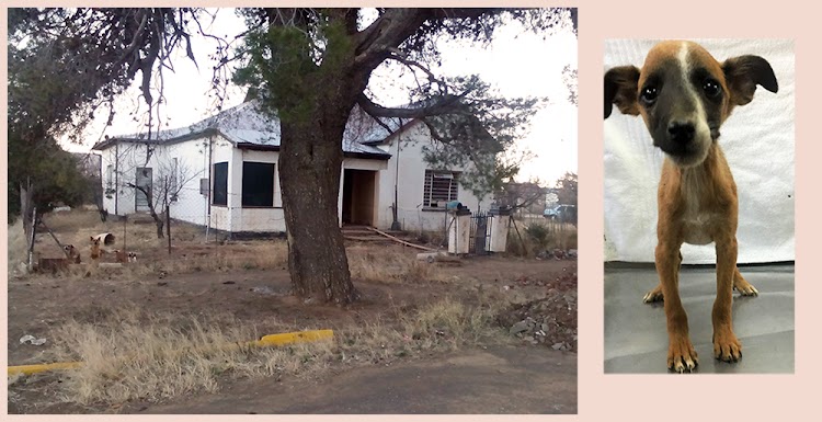 Left: The house in which a woman kept 60 dogs. Right: One of the neglected dogs found there.