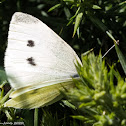 Small White