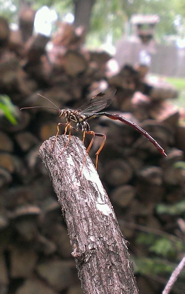 Giant Ichneumon Wasp