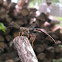 Giant Ichneumon Wasp