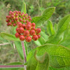 Butterfly Milkweed