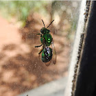 Orchid Bee