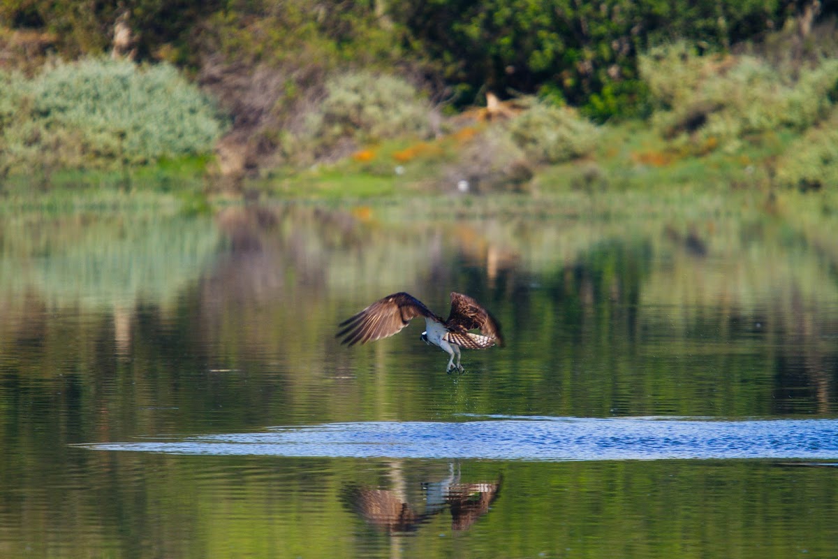 Osprey