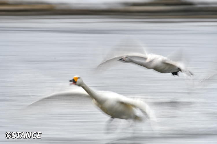フィットの坐骨神経痛はツラい・流し撮り練習中・下手な鉄砲も数撃ちゃ当たる？・これからはロム専・春までサヨナラに関するカスタム事例の投稿画像67枚目