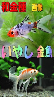 How to mod いやしの金魚 lastet apk for laptop