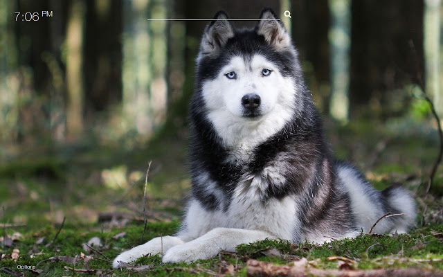 HD Husky sfondi per una nuova scheda