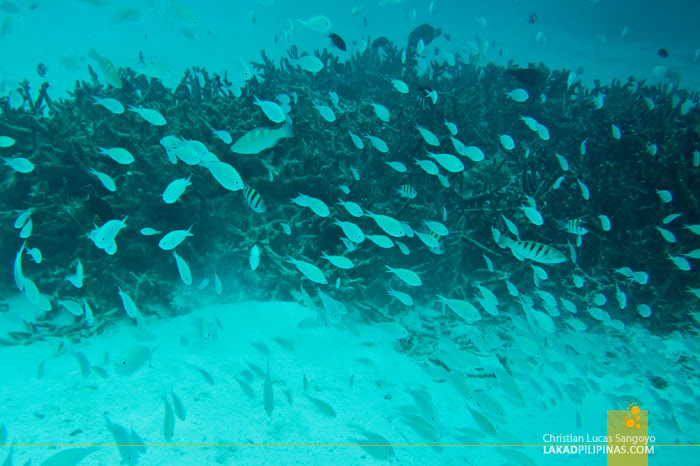 Holiday Island Resort & Spa Maldives Snorkeling