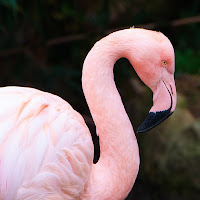 pink flamingo di 