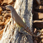 Common Lesser Earless Lizard