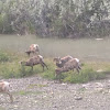 Bighorn Sheep