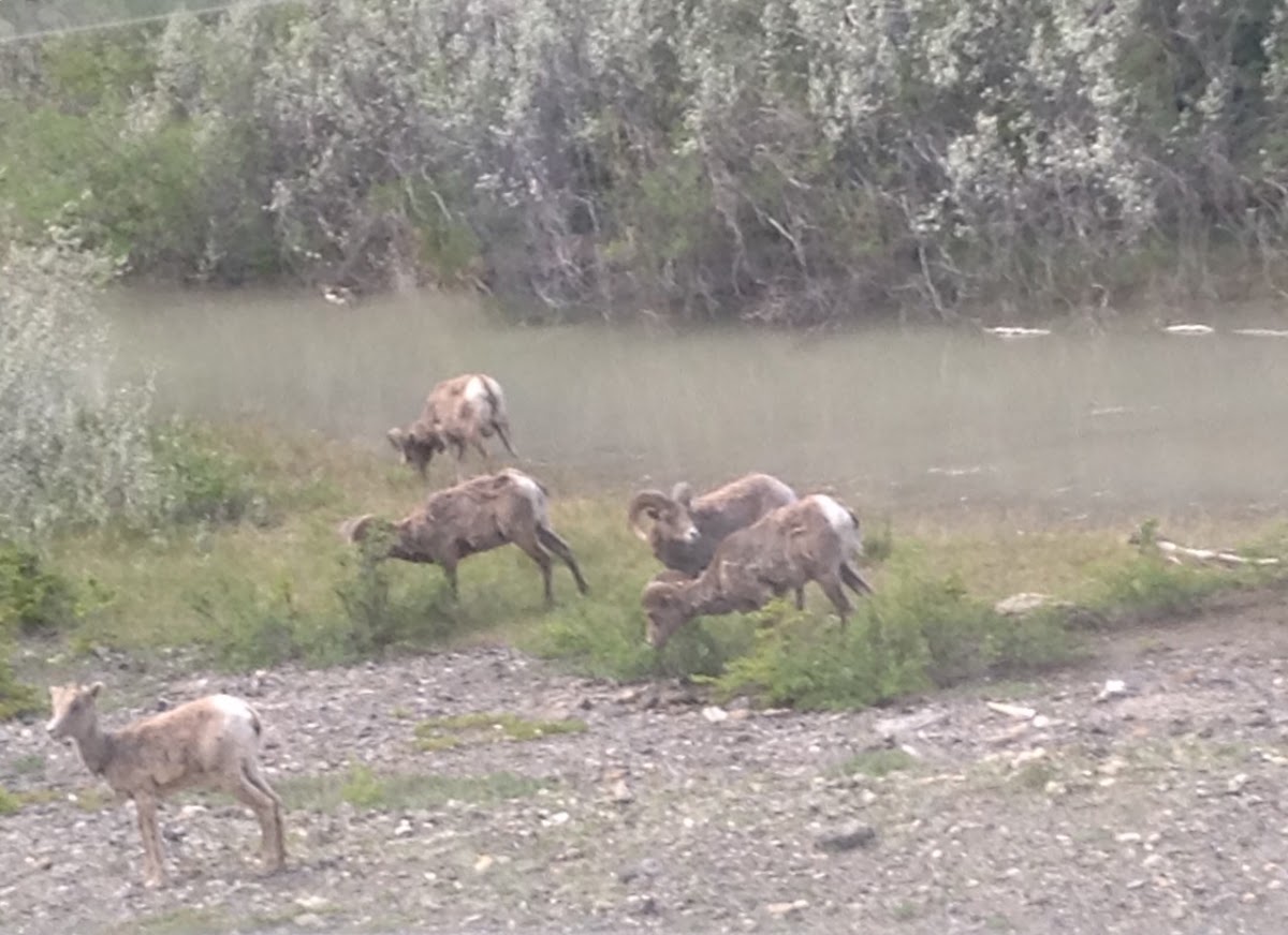 Bighorn Sheep